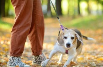 Was Your Canine Tougher to Practice Through the Pandemic? Science Says You’re Not Alone