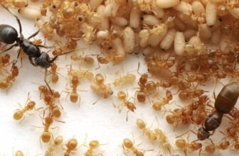 This Parasitic Ant Makes use of Thriller Goo to Flip Colonies In opposition to Their Queen