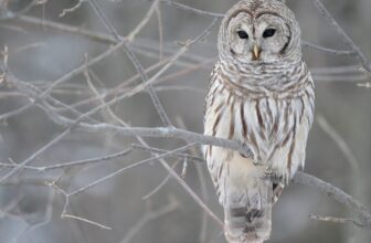 Controversial Plan to Kill 500,000 Barred Owls in U.S. Clears Main Hurdle