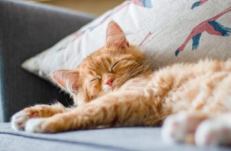 The Story of How Cats Conquered the World Simply Bought Weirder